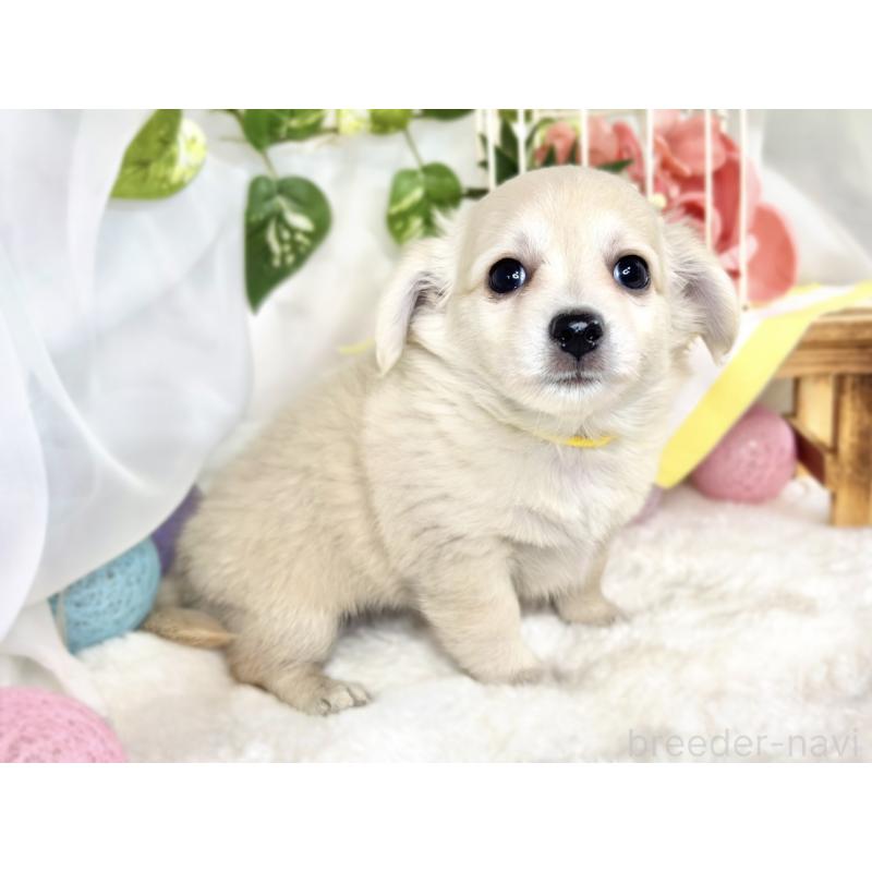 成約済の滋賀県のチワックス:チワワ×ミニチュアダックスフンド-411771の2枚目